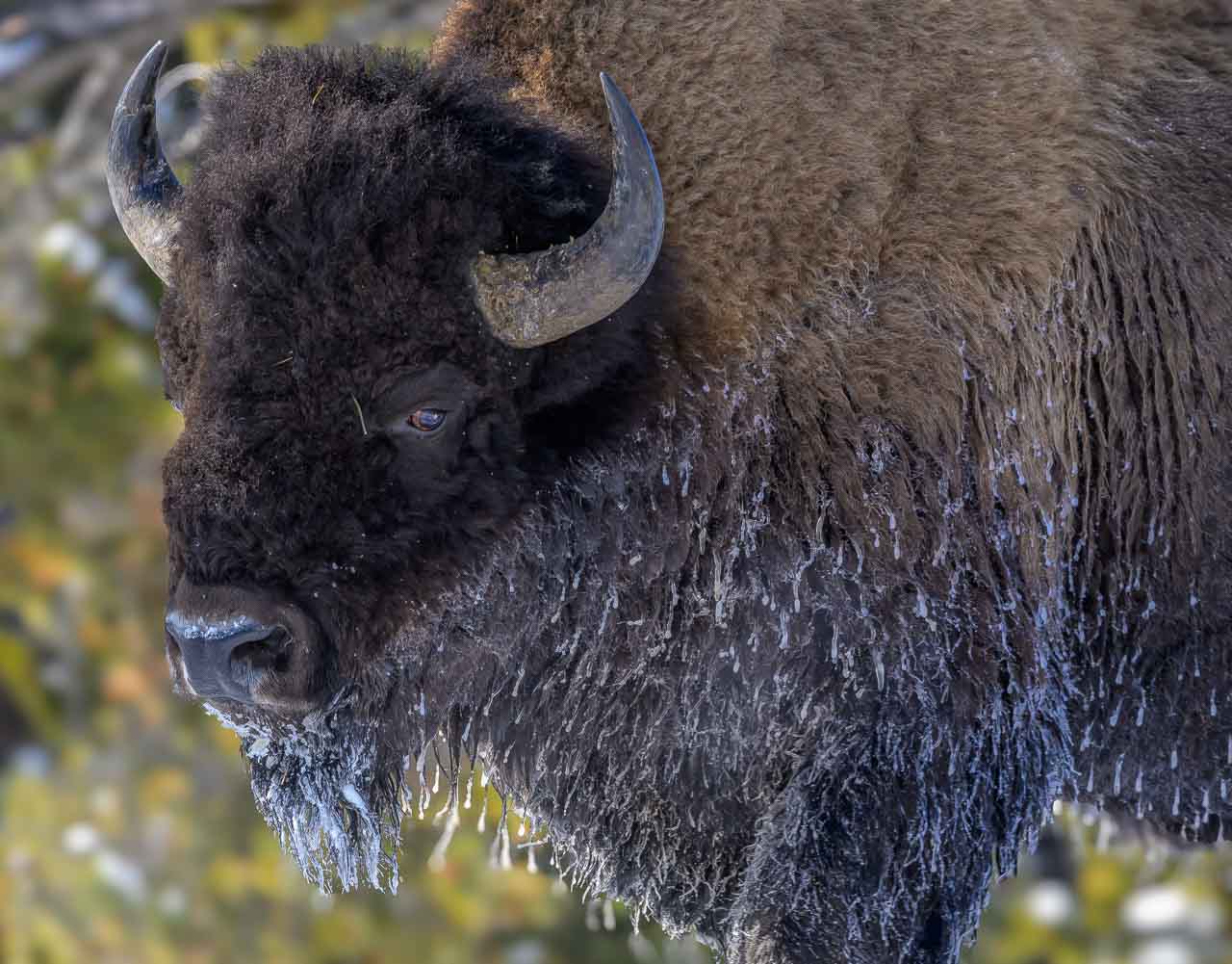 Yellowstone im Winter. Bison – das Wappentier der USA