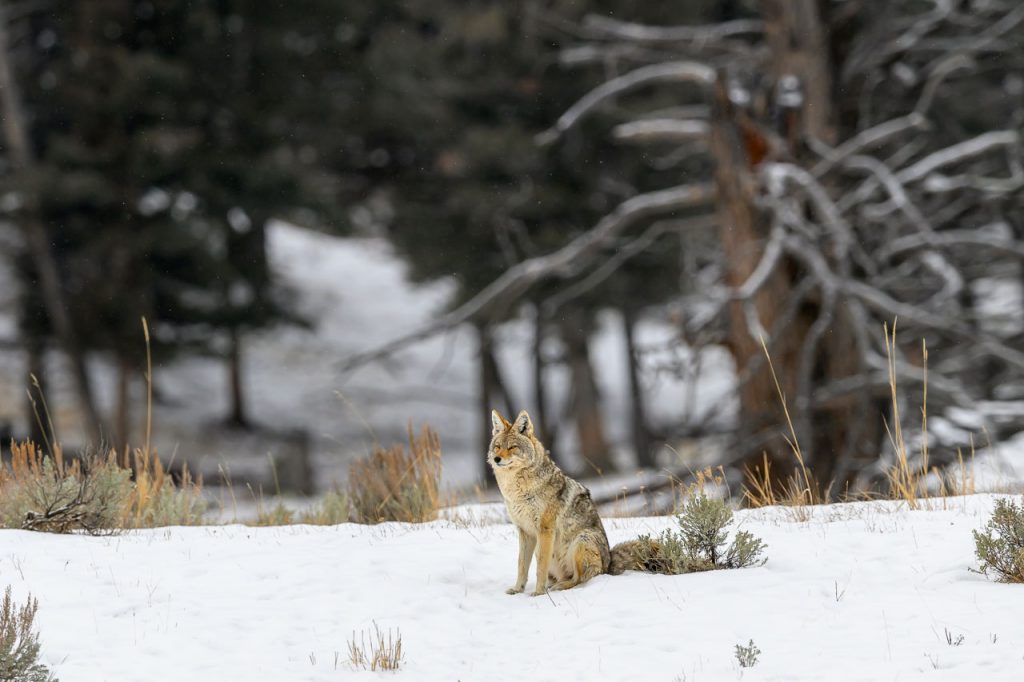 Eingebettet in die winterliche Landschaft, beobachtet ein Kojote (Coyote) aufmerksam seine Umgebung im Yellowstone National Park.